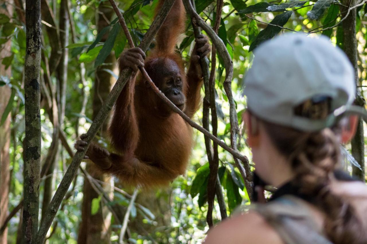 Rain Forest Guest House And Jungle Trekking Букит Лаванг Екстериор снимка